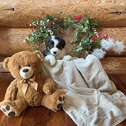 sirius aussies australian shepherd 5 weeks old puppy, 2 available